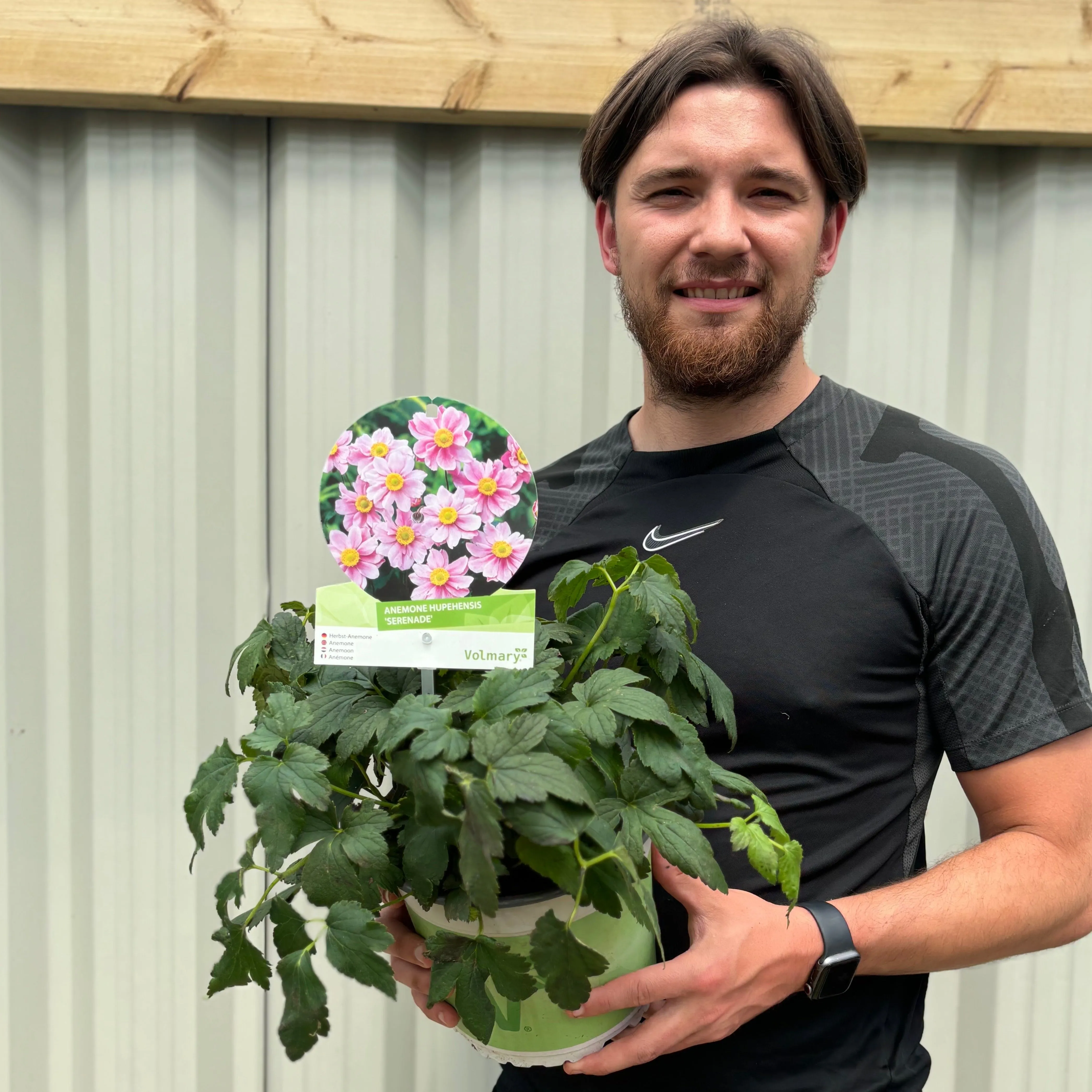 Anemone hupehensis 'Alando Rose' 4L