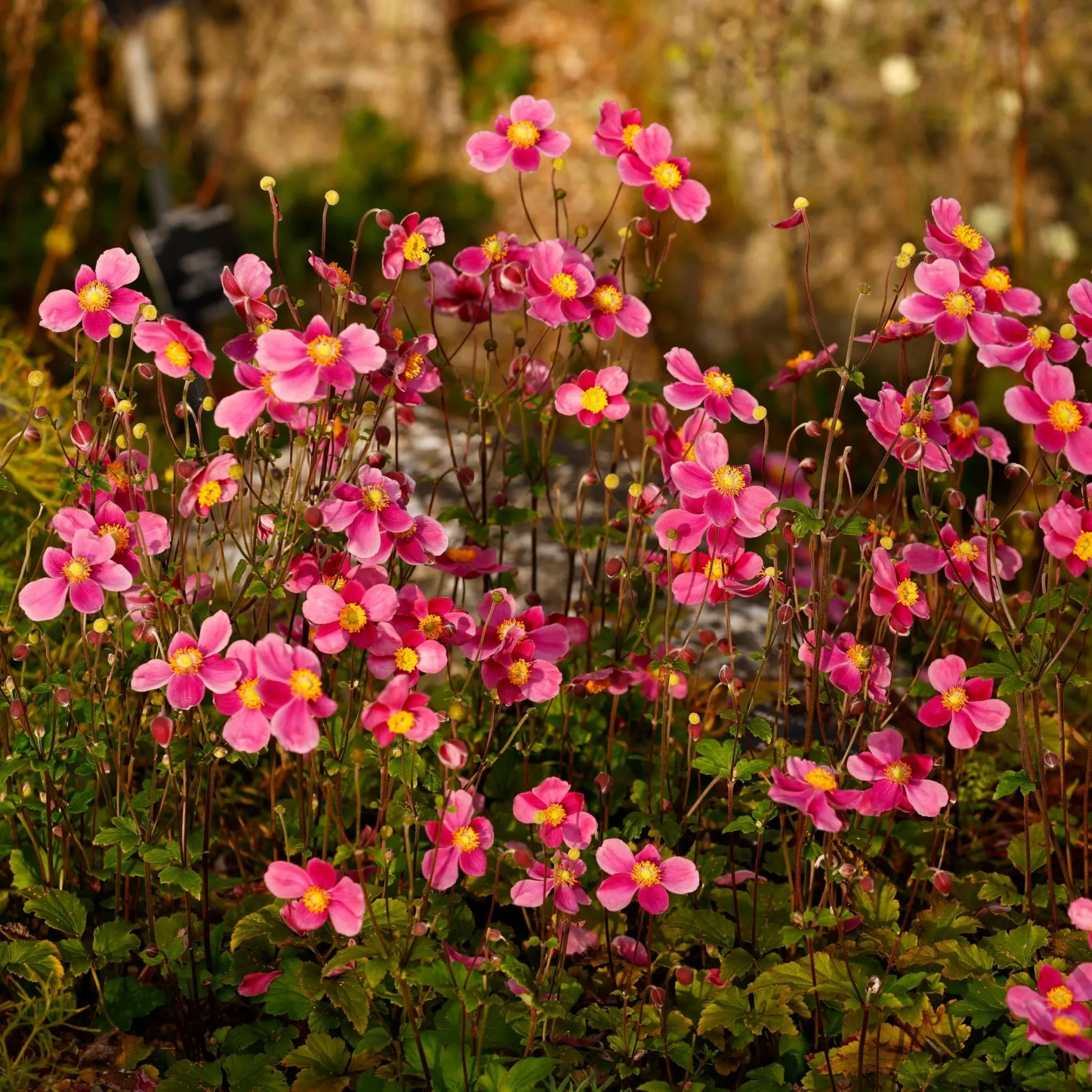 Anemone hupehensis 'Alando Rose' 4L