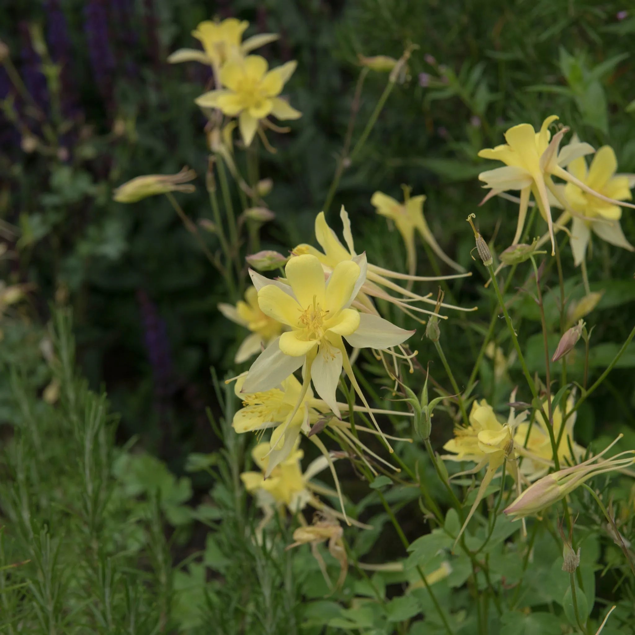 Aquilegia 'Spring Magic Yellow' 9cm