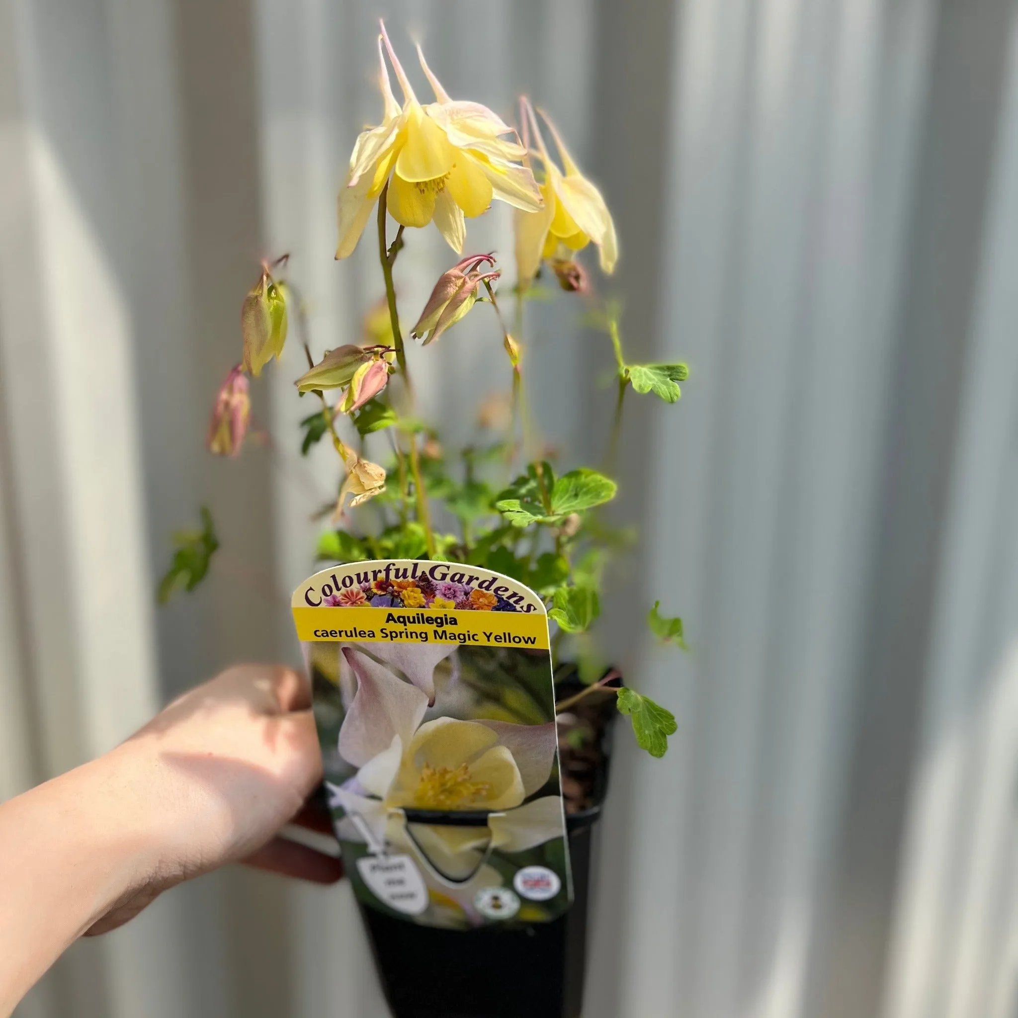 Aquilegia 'Spring Magic Yellow' 9cm
