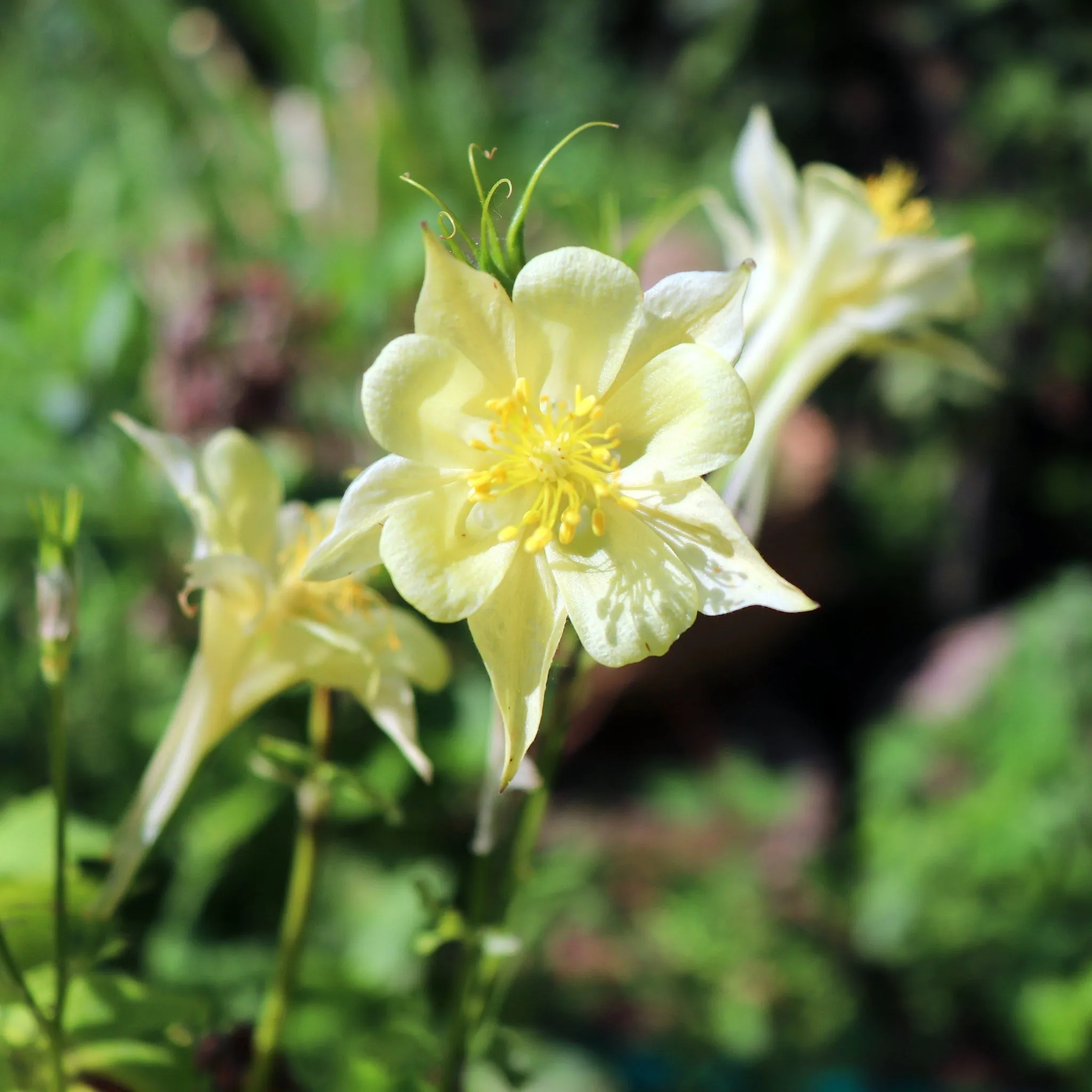 Aquilegia 'Spring Magic Yellow' 9cm