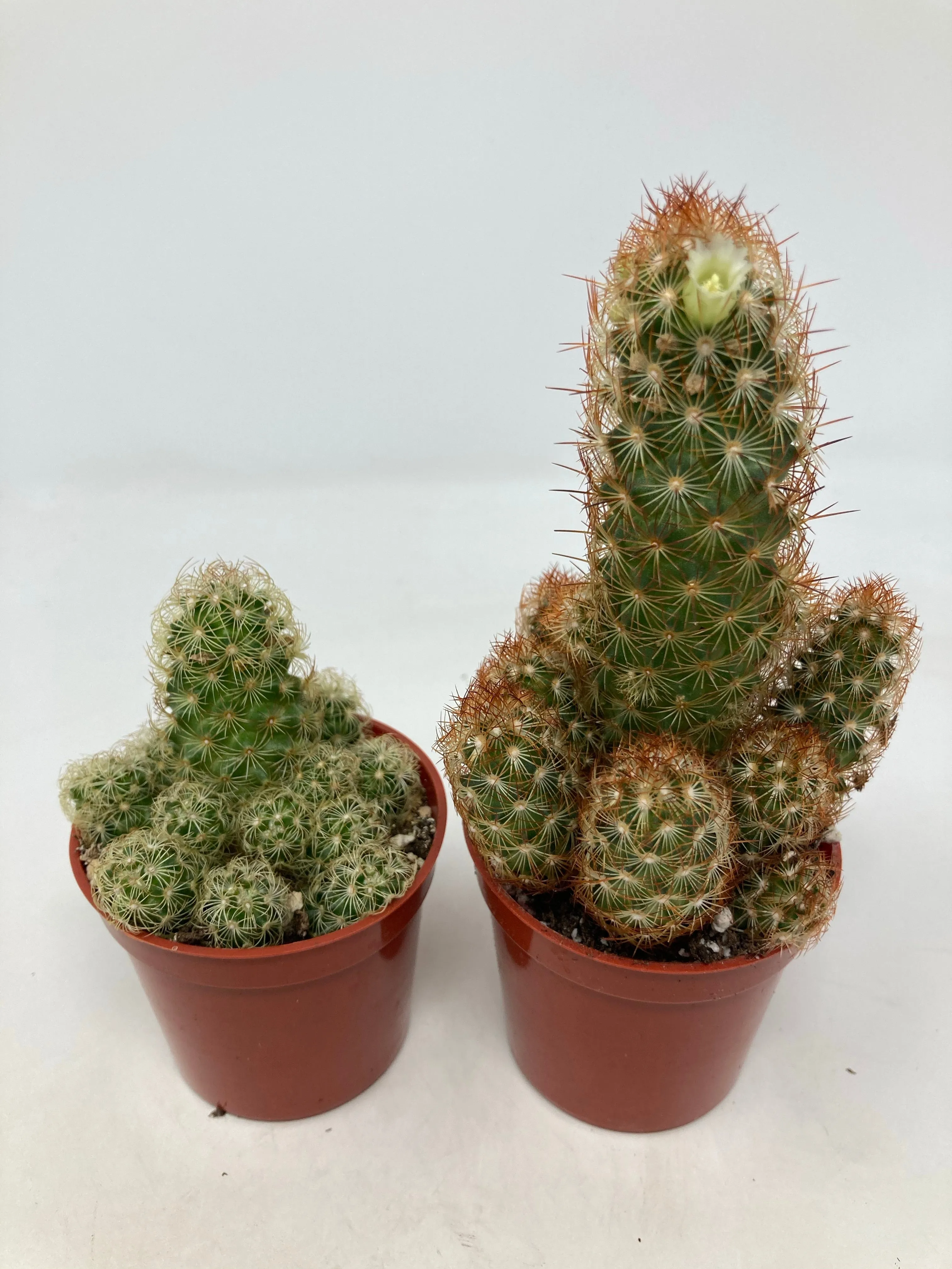 Mammillaria Elongata 'Gold Lace Cactus'